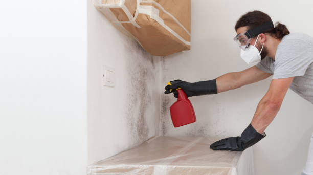 Professional Crawl Space Mold Removal technician working in East Boston, MA